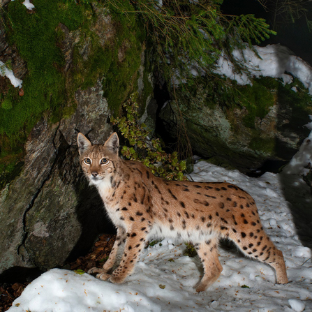 Lynx standing in the snow in front of a tree. Image by Berndt Fischer.