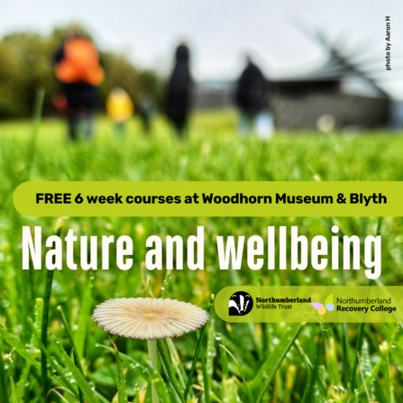 The image promotes free 6-week courses at Woodhorn Museum & Blyth, focusing on nature and wellbeing. The foreground features a close-up of a mushroom in dewy grass, while blurred figures walk in the background. Logos for the Northumberland Wildlife Trust and Northumberland Recovery College are included, and the photo is credited to Aaron H.