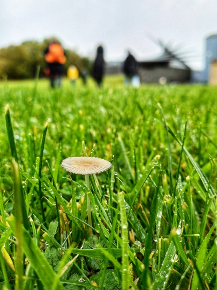 Close up of grass with people walking behind it. Image by Aaron Humphries.