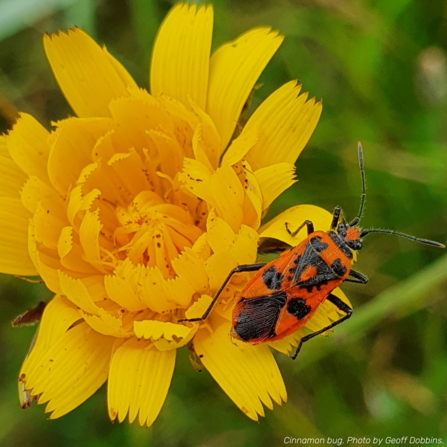 A large insect sits on a bright yellow flower. The insect is large with vibrant red and black markings on its back.