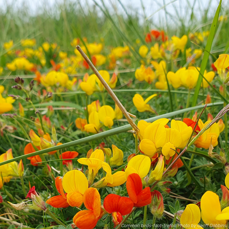 A meadow of yellow and red wildflowers.
