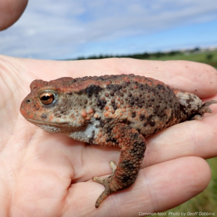 The photographer's left hand is open flat, holding a toad up to the camera. The toad is sitting on the hand, facing to the left of the image.