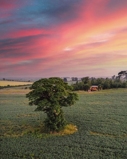 A tree stands in a field with a pink, blue and orange cloundy sky above.
