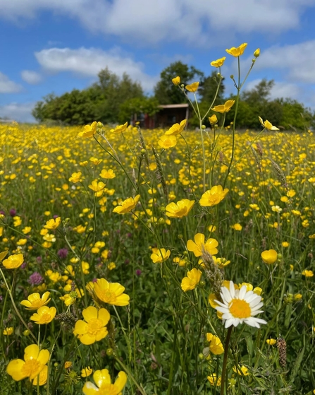 A field of yellow flowers and one daisy under a blue sky.