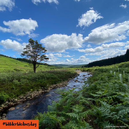Northumberland stream for Future Forests blog, photo by Natasha Hemsley