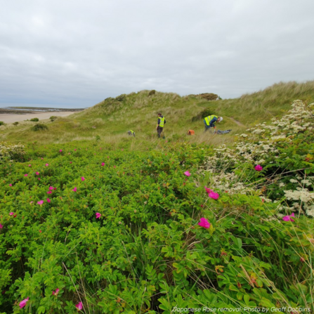 Two volunteers in high-vis vests are working in the distance to remove Japanese Rose from the dunes. in the background too the left, a small section of the sandy beach is visible. In the foreground is bright green foliage with vibrant pink flowers dotted throughout.
