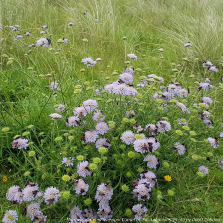 A meadow of pale lilac wildflowers, with a large quantity of black and red moths sitting on them.