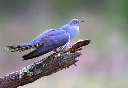 A cuckoo perched on a lichen-covered branch is depicted in a close-up shot. The bird has a grey plumage with a yellow eye and is facing to the right. The branch is textured and worn, adding depth to the image, and the backdrop is blurred, emphasizing the subject.