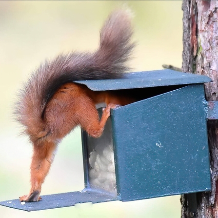 Red squirrel climbing into a squirrel feeder attached to a tree. Image by Carrie Calvert.