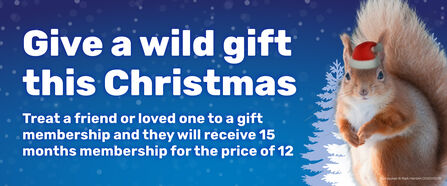 Blue Christmas-themed banner with text offering 15 months of gift membership for the price of 12, featuring a red squirrel in a Santa hat.