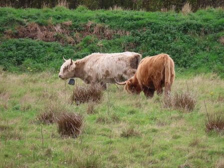 Two Highland cows in a field.