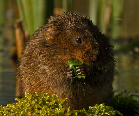 Close-up of a water vole eating green leaves among pond vegetation.