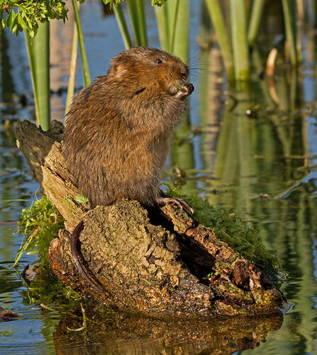 Water vole sitting on a mossy log in a pond, holding food with its front paws.