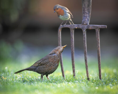 Robin sitting on a garden fork looking down at a blackbird. Image by Jon Hawkins @ Surrey Hills Photography.