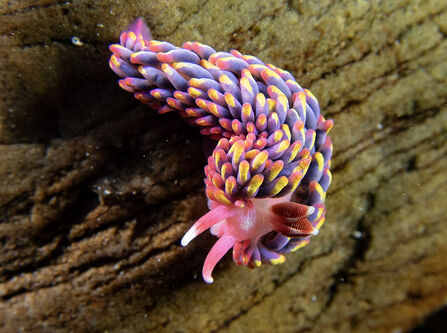 Rainbow sea slug. Image by Paul Naylor.
