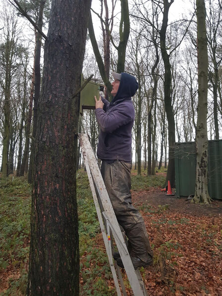 A person standing on a ladder in a wooded area installs or inspects a bird box attached to a tree.
