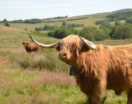 Highland cow.