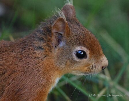 Side profile of red squirrel. Image by Linda Baker.