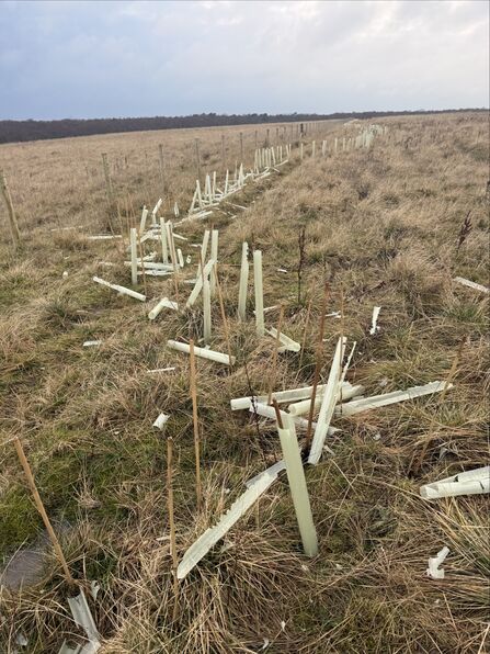 Vandalised trees in a field. Image by Helen Walsh.
