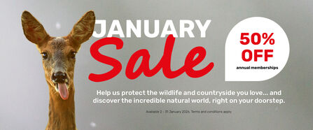 January Sale banner featuring a deer on the left and text promoting 50% off annual memberships. Message reads: 'Help us protect the wildlife and countryside you love... and discover the incredible natural world, right on your doorstep.' Offer available 2–31 January 2026. Terms and conditions apply.