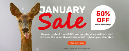 January Sale banner with a deer on the left and text offering 50% off annual memberships. Includes message: 'Help us protect the wildlife and countryside you love... and discover the incredible natural world, right on your doorstep.' Orange button reads 'Find out more.' Offer available 2–31 January 2026. Terms and conditions apply.