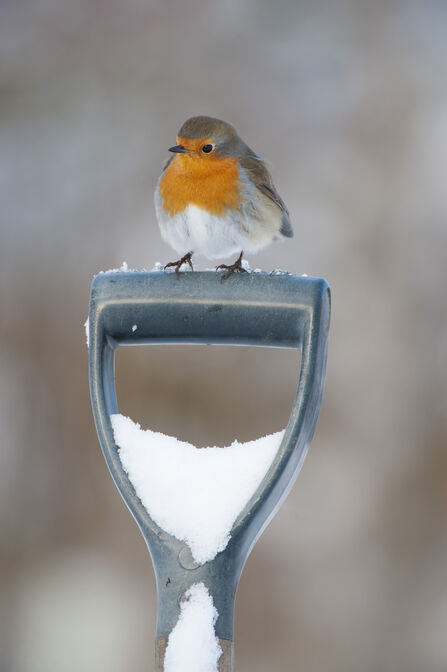 Robin sitting on a snow covered garden spade. Image by Peter Cairns.