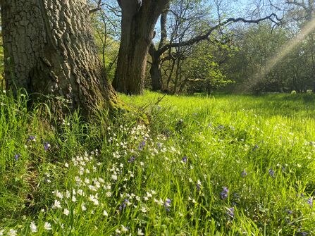 Sunlit woodland clearing with tall trees, green grass, and small white wildflowers.