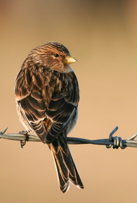 Twite sitting on barbed wire. Image by Tom Marshall.