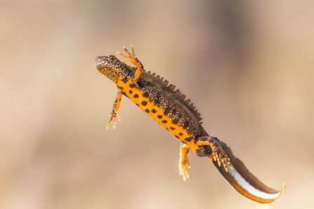A brightly coloured newt with an orange and black spotted belly swimming against a blurred background.