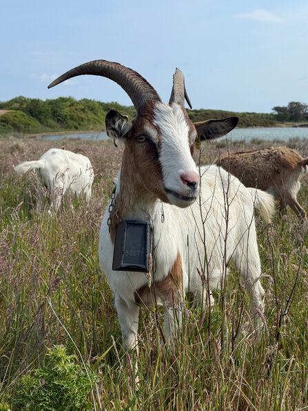 Goat with long curved horns standing in tall grass near a lake, wearing a tracking device around its neck, with other goats grazing in the background.