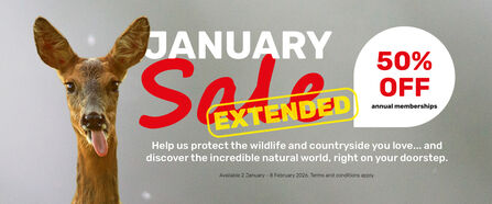 Promotional banner with a deer on the left and text announcing an extended January sale offering 50% off annual memberships.