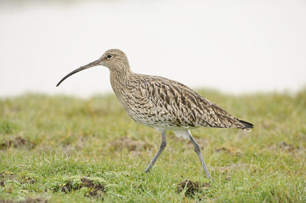 A curlew with a long down‑curved bill walks across short grass.
