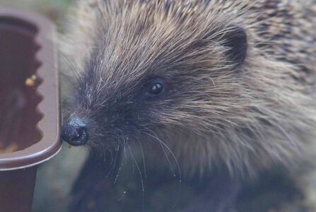Baby hedgehog. Image by Gillian Day.