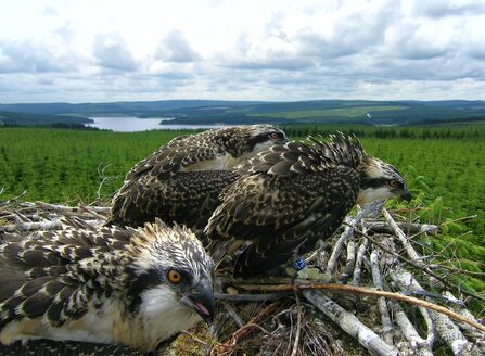 Two ospreys sitting on a nest with forest behind. Image by Forestry England.
