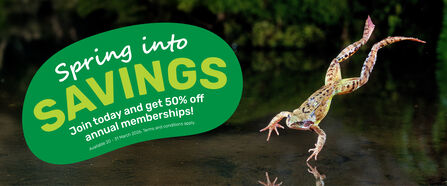 Promotional graphic showing a frog leaping over water next to a green badge that reads: ‘Spring into savings. Join today and get 50% off annual memberships. Available 20–31 March 2026. Terms and conditions apply.’