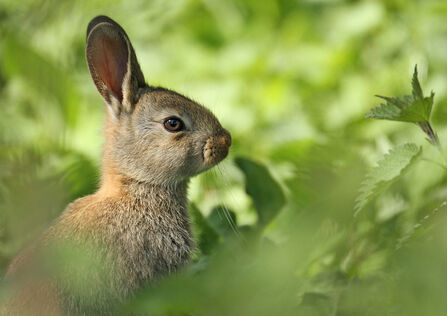 Sidewards headshot of a rabbit. Image by Jon Hawkins.
