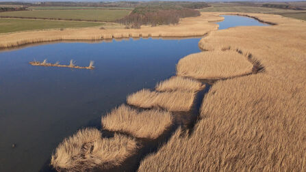 Aerial view of a body of water bordered by golden reedbeds and marshland, with fields and trees in the distance.