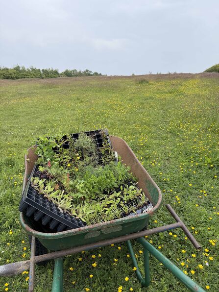 A wheelbarrow filled with trays of young plants sits in a grassy meadow dotted with yellow wildflowers.