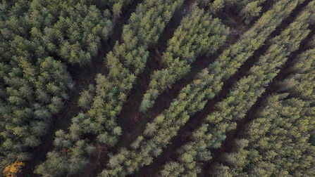 Aerial view of dense woodland with trees arranged in evenly spaced rows across the forest floor.