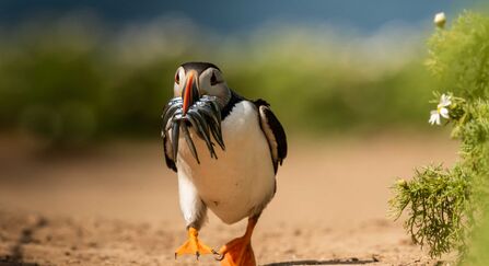 A puffin running across the sand with a beak full of sand eels