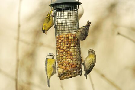 Three siskins and a blue tit on a bird feeder. Image by Derek Moore.