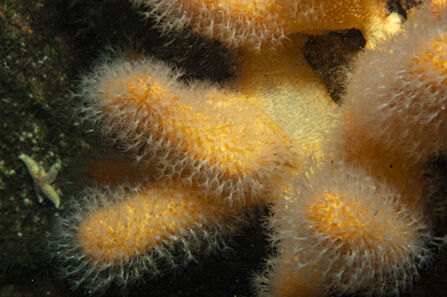 Close-up underwater photo of coral.