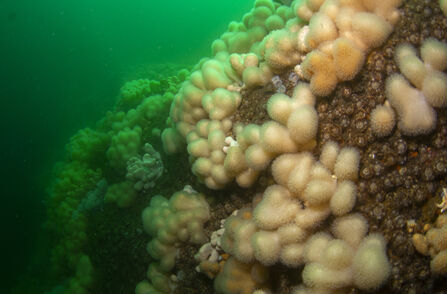 Underwater photo of coral.