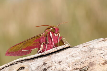 Hawkmoth on a log. Image by Vaugh Matthews.