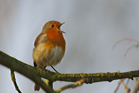 Robin singing on the branch of a tree. Image by Neil Aldridge.