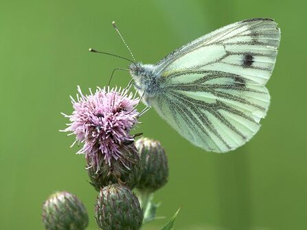 Green-veined white butterfly on a thistle. Image by John Bridges.