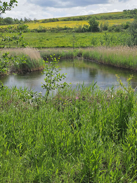 Small pond bordered by tall grasses and shrubs, with blooming wildflowers and rolling green-yellow fields under a cloudy sky.
