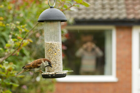 Brown garden bird perched on a hanging feeder, pecking at mixed seeds, with a blurred house and greenery in the background.