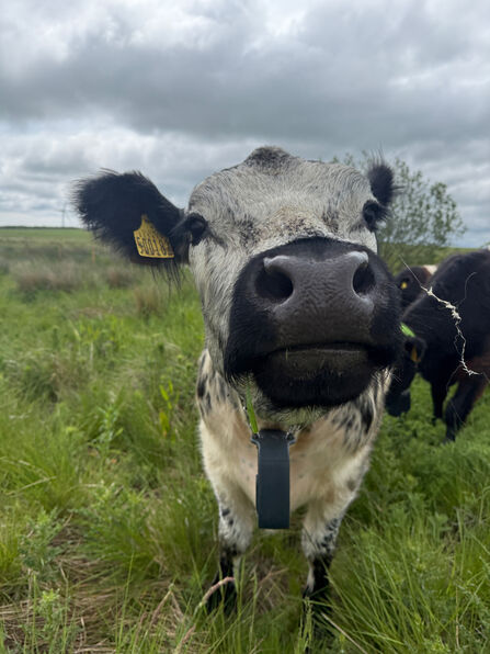 Close-up of a cow’s face with its nose near the camera, standing in a grassy field under a cloudy sky, with another cow partly visible in the background.