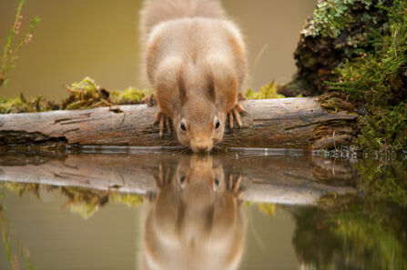 A red squirrel leaning over a mossy log to drink from still water, its face reflected clearly in the surface.